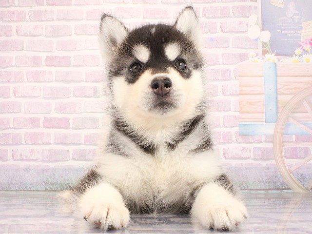 滋賀県のシベリアンハスキー (Coo&RIKU長浜店/2026年4月12日生まれ/女の子/ブラックホワイト)の子犬の1枚目の画像