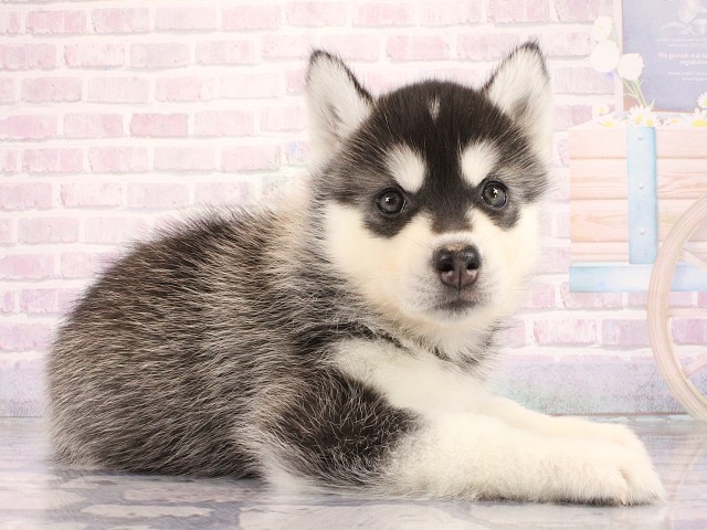 滋賀県のシベリアンハスキー (Coo&RIKU長浜店/2026年4月12日生まれ/女の子/ブラックホワイト)の子犬の2枚目の画像