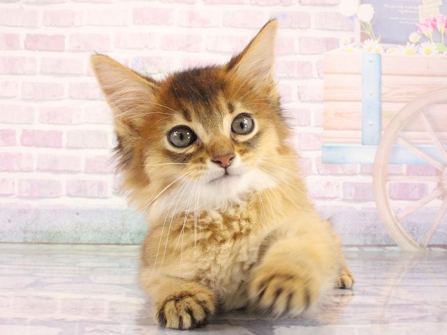 兵庫県のソマリ (Coo&RIKU神戸三宮店/2026年3月27日生まれ/男の子/ルディ)の子猫