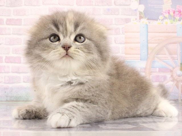 大阪府のスコティッシュフォールド (Coo&RIKU梅田店/2026年4月11日生まれ/女の子/ブルーパッチドタビーホワイト)の子猫の3枚目の画像