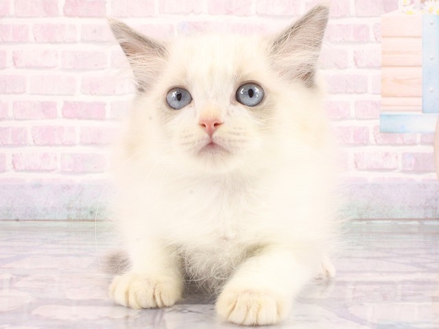 兵庫県のラグドール (Coo&RIKU神戸三宮店/2026年4月9日生まれ/男の子/ブルーポイントバイカラー)の子猫
