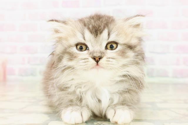 東京都のマンチカン (Coo&RIKU高円寺店/2026年4月12日生まれ/女の子/ブラウンタビーホワイト)の子猫の1枚目の画像