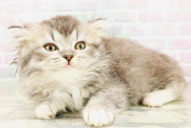 東京都のマンチカン (Coo&RIKU高円寺店/2026年4月12日生まれ/女の子/ブラウンタビーホワイト)の子猫の2枚目の画像