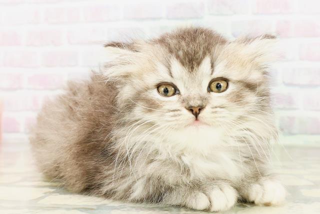 東京都のマンチカン (Coo&RIKU高円寺店/2026年4月12日生まれ/女の子/ブラウンタビーホワイト)の子猫の3枚目の画像