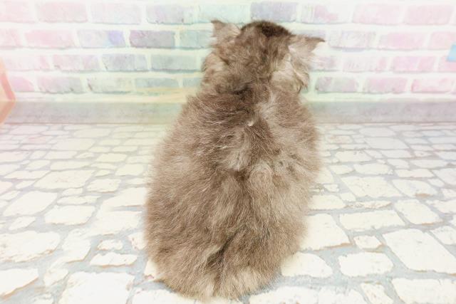 東京都のマンチカン (Coo&RIKU高円寺店/2026年4月12日生まれ/女の子/ブラウンタビーホワイト)の子猫の4枚目の画像