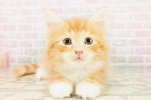 福島県のサイベリアン (Coo&RIKU福島店/2026年4月12日生まれ/男の子/レッドタビーホワイト)の子猫