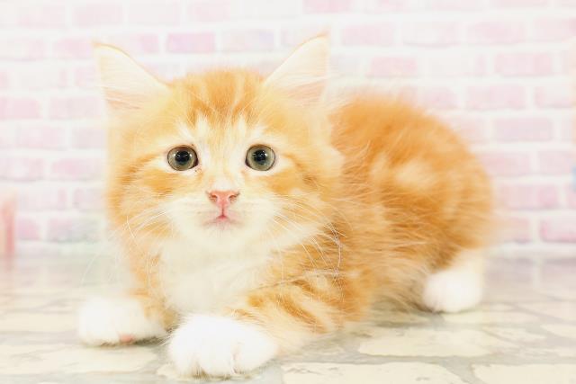 福島県のサイベリアン (Coo&RIKU福島店/2026年4月12日生まれ/男の子/レッドタビーホワイト)の子猫の2枚目の画像