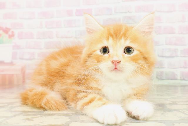 福島県のサイベリアン (Coo&RIKU福島店/2026年4月12日生まれ/男の子/レッドタビーホワイト)の子猫の3枚目の画像