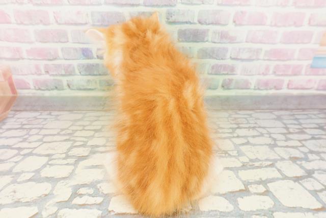 福島県のサイベリアン (Coo&RIKU福島店/2026年4月12日生まれ/男の子/レッドタビーホワイト)の子猫の4枚目の画像