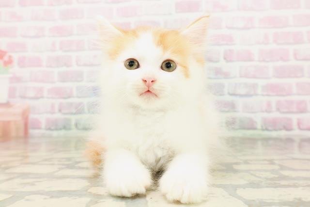 東京都のサイベリアン (Coo&RIKU中野サンモール店/2026年4月12日生まれ/男の子/レッドタビーホワイト)の子猫の1枚目の画像