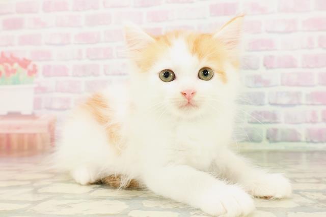 東京都のサイベリアン (Coo&RIKU中野サンモール店/2026年4月12日生まれ/男の子/レッドタビーホワイト)の子猫の3枚目の画像