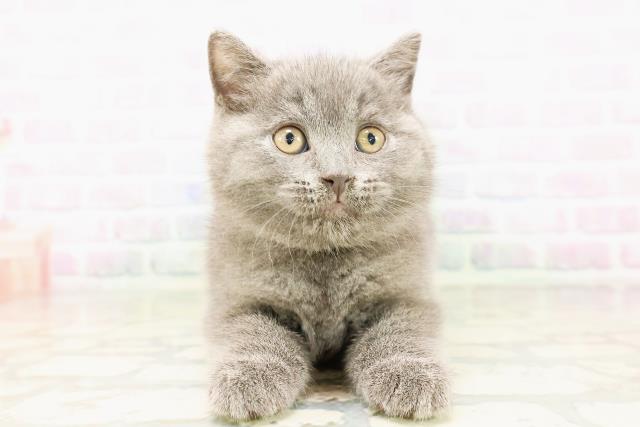 東京都のシャルトリュー (Coo&RIKU浅草店/2026年4月12日生まれ/女の子/ブルー)の子猫の1枚目の画像