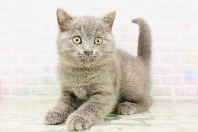 東京都のシャルトリュー (Coo&RIKU浅草店/2026年4月12日生まれ/女の子/ブルー)の子猫の2枚目の画像
