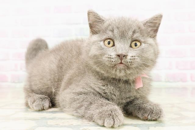 東京都のシャルトリュー (Coo&RIKU浅草店/2026年4月12日生まれ/女の子/ブルー)の子猫の3枚目の画像