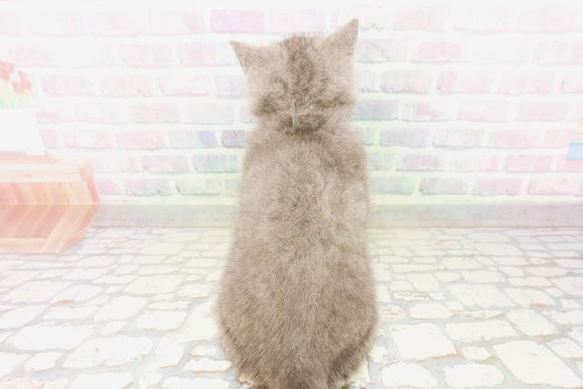 東京都のシャルトリュー (Coo&RIKU浅草店/2026年4月12日生まれ/女の子/ブルー)の子猫の4枚目の画像