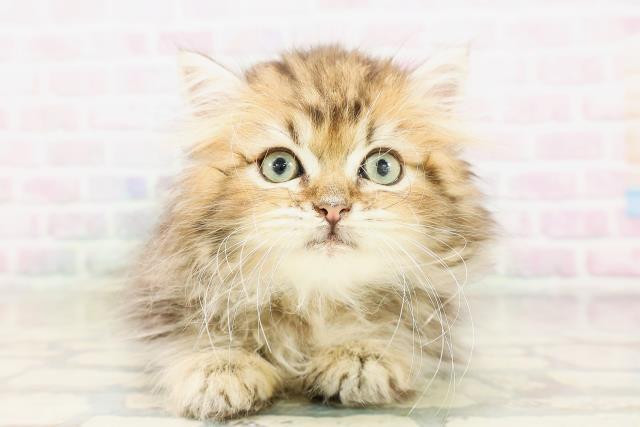 長野県のミヌエット (Coo&RIKU長野店/2026年3月31日生まれ/男の子/ブラウンタビー)の子猫