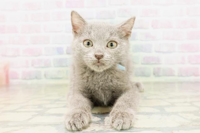 神奈川県のシャルトリュー (Coo&RIKU横浜旭店/2026年3月25日生まれ/男の子/ブルー)の子猫の1枚目の画像
