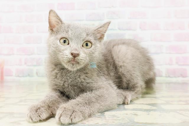 神奈川県のシャルトリュー (Coo&RIKU横浜旭店/2026年3月25日生まれ/男の子/ブルー)の子猫の2枚目の画像