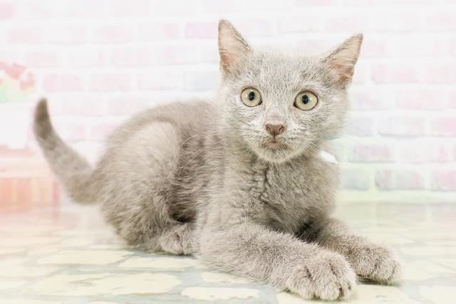神奈川県のシャルトリュー (Coo&RIKU横浜旭店/2026年3月25日生まれ/男の子/ブルー)の子猫の3枚目の画像