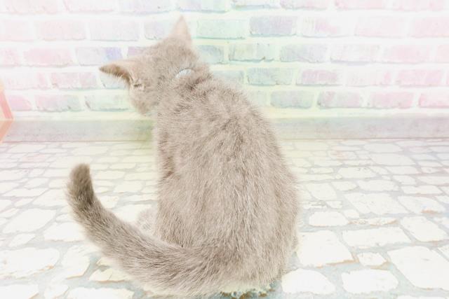 神奈川県のシャルトリュー (Coo&RIKU横浜旭店/2026年3月25日生まれ/男の子/ブルー)の子猫の4枚目の画像