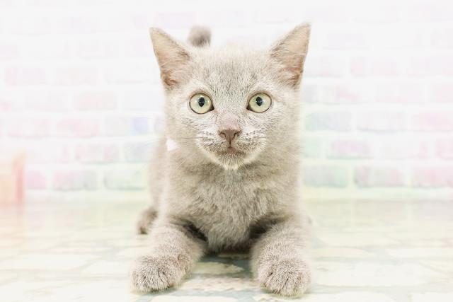 神奈川県のシャルトリュー (Coo&RIKU横浜青葉店/2026年3月25日生まれ/女の子/ブルー)の子猫の1枚目の画像