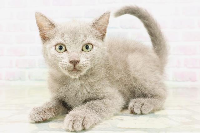 神奈川県のシャルトリュー (Coo&RIKU横浜青葉店/2026年3月25日生まれ/女の子/ブルー)の子猫の2枚目の画像