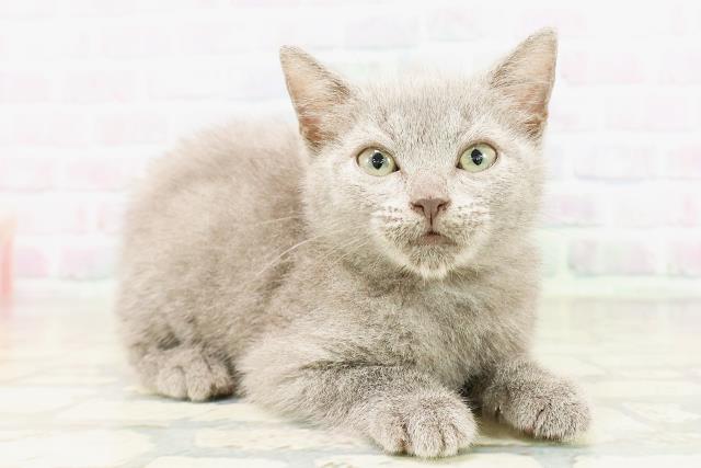 神奈川県のシャルトリュー (Coo&RIKU横浜青葉店/2026年3月25日生まれ/女の子/ブルー)の子猫の3枚目の画像