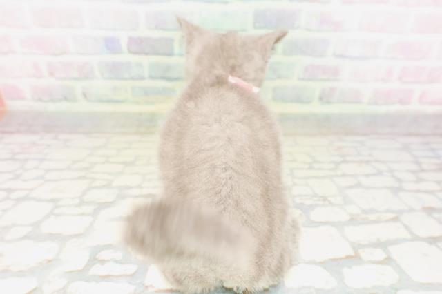 神奈川県のシャルトリュー (Coo&RIKU横浜青葉店/2026年3月25日生まれ/女の子/ブルー)の子猫の4枚目の画像
