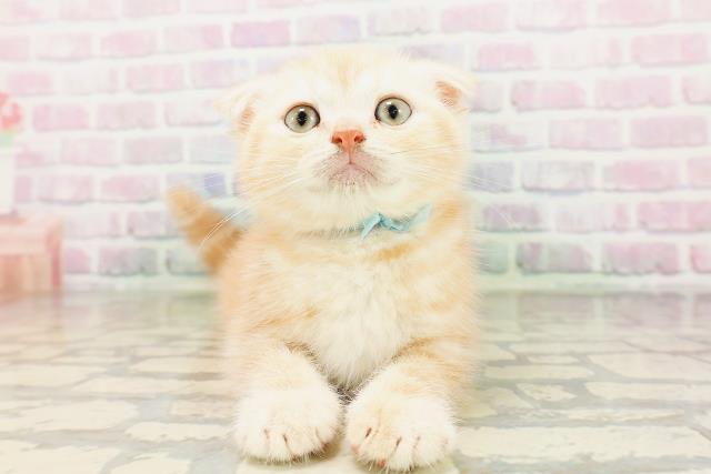 新潟県のスコティッシュフォールド (Coo&RIKU上越店/2026年4月4日生まれ/男の子/クリームタビー)の子猫の1枚目の画像