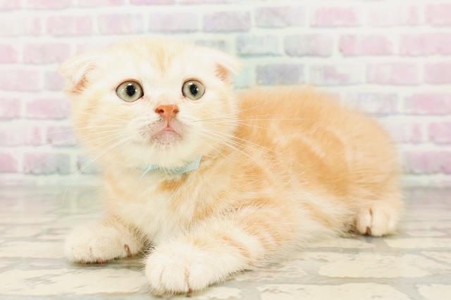 新潟県のスコティッシュフォールド (Coo&RIKU上越店/2026年4月4日生まれ/男の子/クリームタビー)の子猫の2枚目の画像