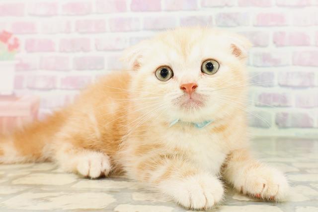 新潟県のスコティッシュフォールド (Coo&RIKU上越店/2026年4月4日生まれ/男の子/クリームタビー)の子猫の3枚目の画像
