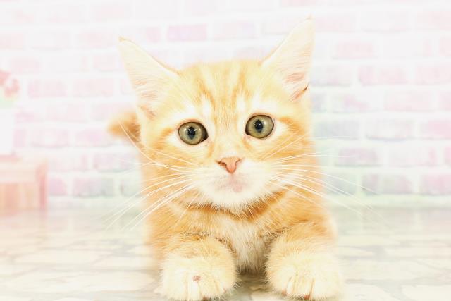 鳥取県のスコティッシュフォールド (Coo&RIKUラ・ムー鳥取東店/2026年3月26日生まれ/男の子/レッドタビー)の子猫の1枚目の画像