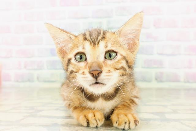 北海道のベンガル (Coo&RIKU苫小牧店/2026年3月24日生まれ/女の子/ブラウンスポットタビー)の子猫の1枚目の画像