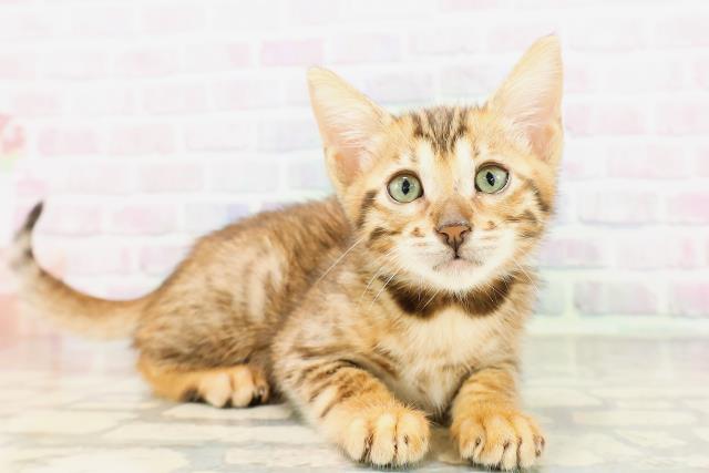 北海道のベンガル (Coo&RIKU苫小牧店/2026年3月24日生まれ/女の子/ブラウンスポットタビー)の子猫の3枚目の画像