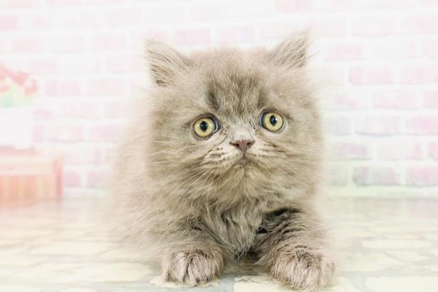東京都のエキゾチック (Coo&RIKU中野サンモール店/2026年4月5日生まれ/男の子/ブルー)の子猫の1枚目の画像