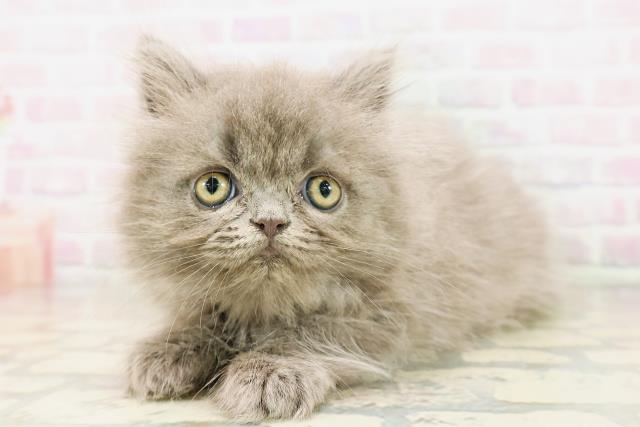 東京都のエキゾチック (Coo&RIKU中野サンモール店/2026年4月5日生まれ/男の子/ブルー)の子猫の2枚目の画像