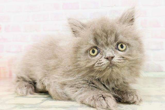東京都のエキゾチック (Coo&RIKU中野サンモール店/2026年4月5日生まれ/男の子/ブルー)の子猫の3枚目の画像