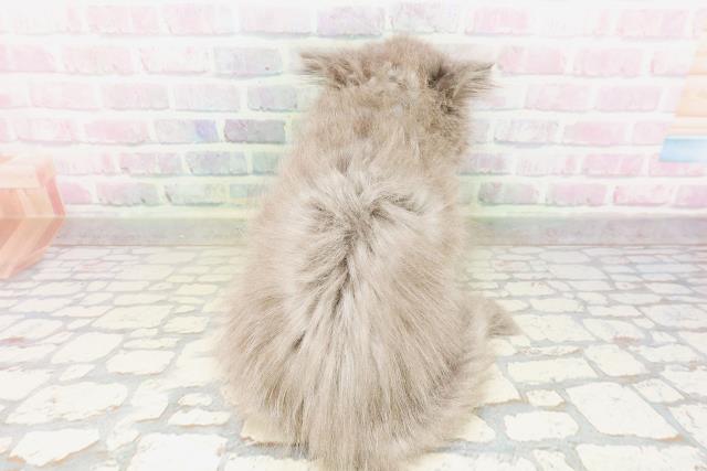 東京都のエキゾチック (Coo&RIKU中野サンモール店/2026年4月5日生まれ/男の子/ブルー)の子猫の4枚目の画像