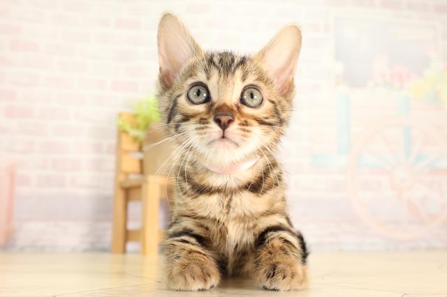 愛知県のベンガル (Coo&RIKU岡崎店/2026年4月10日生まれ/女の子/ブラウンスポットタビー)の子猫の1枚目の画像