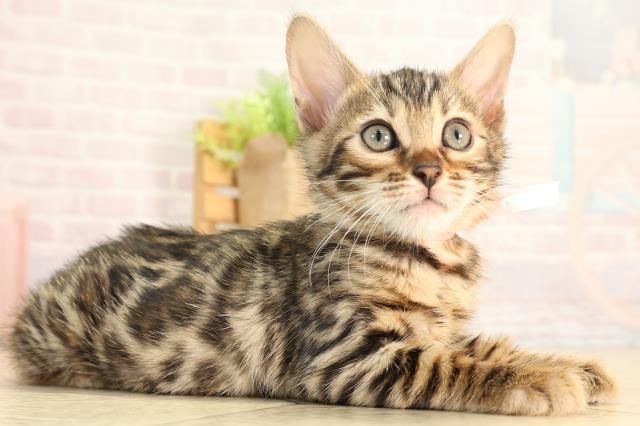 愛知県のベンガル (Coo&RIKU岡崎店/2026年4月10日生まれ/女の子/ブラウンスポットタビー)の子猫の2枚目の画像