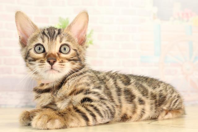 愛知県のベンガル (Coo&RIKU岡崎店/2026年4月10日生まれ/女の子/ブラウンスポットタビー)の子猫の3枚目の画像