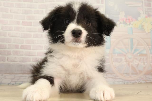 愛知県のボーダーコリー (Coo&RIKU東海店/2026年4月5日生まれ/女の子/ブラックホワイト)の子犬の1枚目の画像
