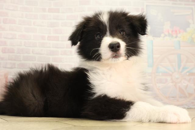 愛知県のボーダーコリー (Coo&RIKU東海店/2026年4月5日生まれ/女の子/ブラックホワイト)の子犬の2枚目の画像
