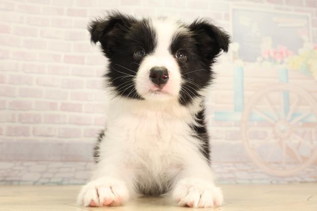 三重県のボーダーコリー (Coo&RIKU四日市店/2026年4月5日生まれ/女の子/ブラックホワイト)の子犬の1枚目の画像