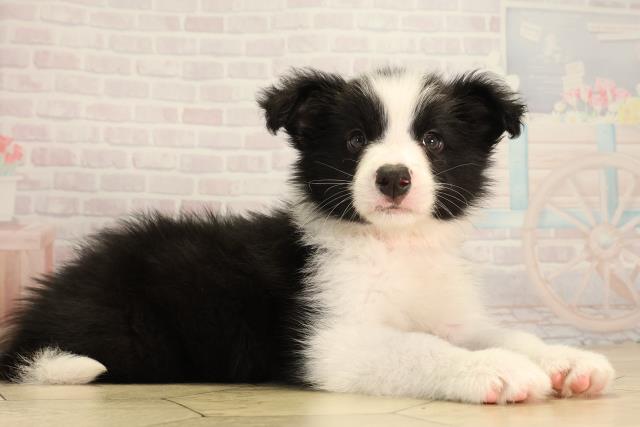 三重県のボーダーコリー (Coo&RIKU四日市店/2026年4月5日生まれ/女の子/ブラックホワイト)の子犬の2枚目の画像