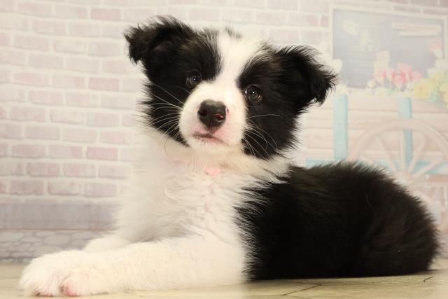 三重県のボーダーコリー (Coo&RIKU四日市店/2026年4月5日生まれ/女の子/ブラックホワイト)の子犬の3枚目の画像