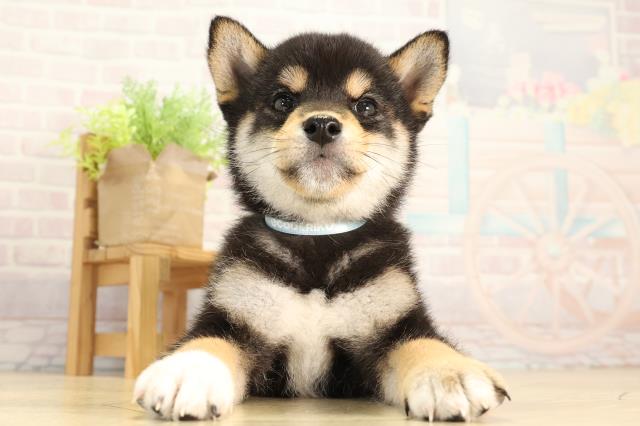 柴犬