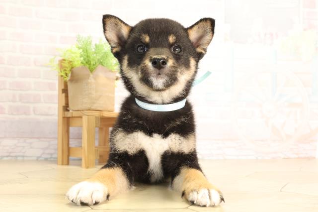 柴犬