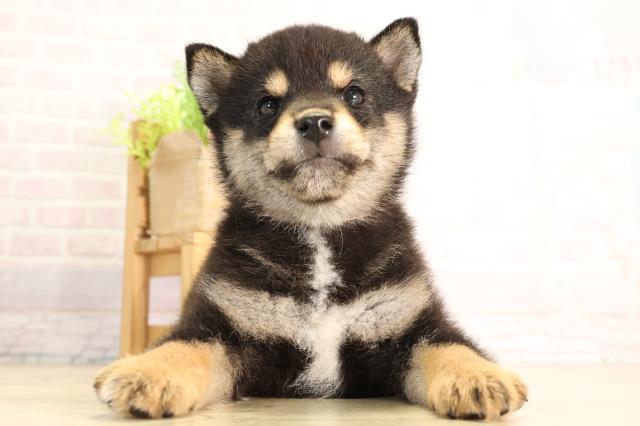 愛知県の豆柴 (Coo&RIKU岡崎店/2026年4月12日生まれ/女の子/黒)の子犬の1枚目の画像