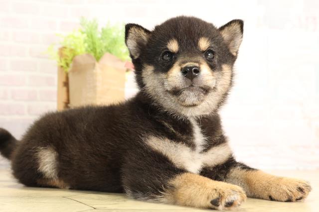 愛知県の豆柴 (Coo&RIKU岡崎店/2026年4月12日生まれ/女の子/黒)の子犬の2枚目の画像
